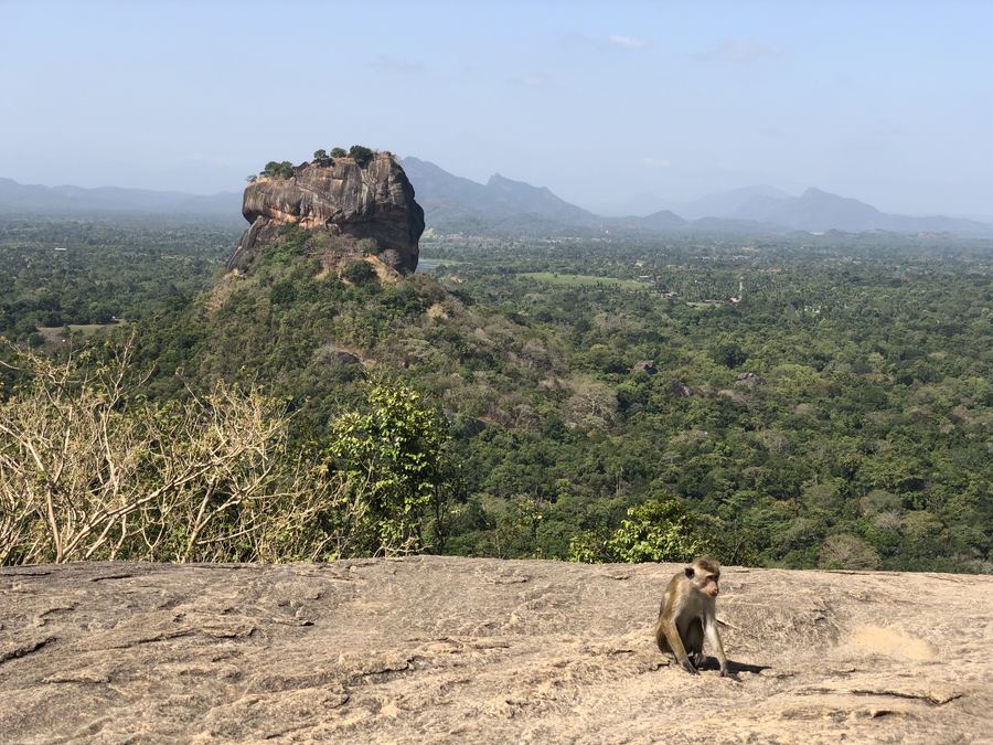 Der Sigiriya-Felsen über dem Dschungel, im Vordergrund ein Affe auf einer Felsplatte